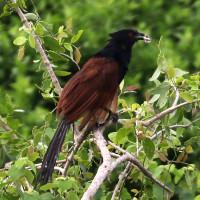 Greater Coucal